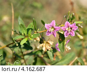 Дереза (Lycium barbarum) Стоковое фото, фотограф Анна Мартынова / Фотобанк Лори