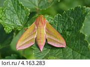 Бражник винный средний (Deilephila elpenor) Стоковое фото, фотограф Елена Коромыслова / Фотобанк Лори