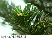 Ветви хвойного вечнозеленого дерева - Араукария (Araucaria) Стоковое фото, фотограф Татьяна Белова / Фотобанк Лори