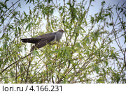 Кукушка обыкновенная, Cuculus canorus, Common Cuckoo. Стоковое фото, фотограф Василий Вишневский / Фотобанк Лори