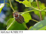Майский жук (Melolontha vulgaris) на ветке крупным планом. Стоковое фото, фотограф Елена Коромыслова / Фотобанк Лори
