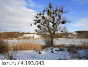 Зимний пейзаж с деревом и омелой, Украина, село Лисовичи (2012 год). Стоковое фото, фотограф BoLinar / Фотобанк Лори