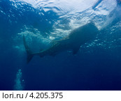 Китовая акула (Whale shark) всасывает воду (2012 год). Стоковое фото, фотограф Сергей Дубров / Фотобанк Лори