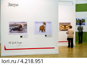 Ретроспективный показ работ финалистов конкурса "Золотая черепаха" на Московском международном фестивале дикой природы в ЦДХ города Москвы, Россия (2013 год). Редакционное фото, фотограф Николай Винокуров / Фотобанк Лори