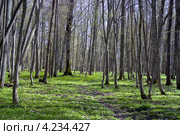 Лес в апреле. Стоковое фото, фотограф Василий Корженевский / Фотобанк Лори