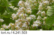 Конский каштан обыкновенный (Aesculus hippocastanum) Стоковое видео, видеограф Сергей Куров / Фотобанк Лори