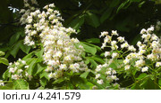 Конский каштан обыкновенный (Aesculus hippocastanum) Стоковое видео, видеограф Сергей Куров / Фотобанк Лори
