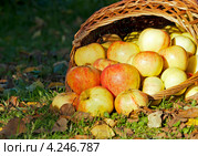 Яблоки (сорт "Штрифель"), высыпанные из корзины. Стоковое фото, фотограф Охотникова Екатерина *Фототуристы* / Фотобанк Лори