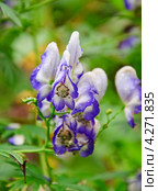 Аконит или борец (Aconitum) Стоковое фото, фотограф Алёшина Оксана / Фотобанк Лори