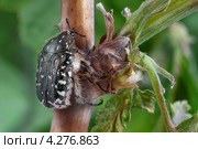 Бронзовка вонючая (Oxythyrea funesta) Стоковое фото, фотограф Забалуев Игорь Анатолич / Фотобанк Лори