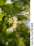 Цветки липы (Tilia) Стоковое фото, фотограф Щеголева Ольга / Фотобанк Лори