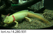 Аксолотль саламандра - ambystoma mexicanum. Стоковое видео, видеограф Михаил Коханчиков / Фотобанк Лори