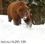 Бурый медведь идет по снегу. Стоковое фото, фотограф Эдуард Кислинский / Фотобанк Лори
