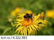 Шмель на ярком желтом цветке девясила (Девясил британский, Inula britannica L.) Стоковое фото, фотограф Щеголева Ольга / Фотобанк Лори
