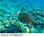 Большая морская зеленая черепаха плывет над коралловым дном. Стоковое фото, фотограф Сергей Дубров / Фотобанк Лори
