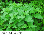 Крапива (Urtica) Стоковое фото, фотограф Алёшина Оксана / Фотобанк Лори