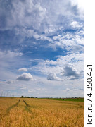 Пшеничное поле и голубое небо в облаках. Корова. Латвия (2011 год). Стоковое фото, фотограф Борис Сунцов / Фотобанк Лори