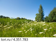 Зеленый луг и синее небо. Латвия (2011 год). Стоковое фото, фотограф Борис Сунцов / Фотобанк Лори