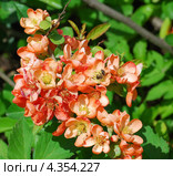 Хеномелес японский, или айва японская (Chaenomeles japonica) Стоковое фото, фотограф Алёшина Оксана / Фотобанк Лори