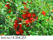 Хеномелес японский, или айва японская (Chaenomeles japonica) Стоковое фото, фотограф Алёшина Оксана / Фотобанк Лори