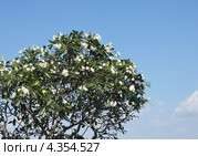 Цветы на дереве. Стоковое фото, фотограф Насыров Руслан / Фотобанк Лори
