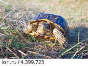 Трехпалая коробчатая черепаха (Terrapene carolina triunguis) ползет по траве. Стоковое фото, фотограф Ирина Кожемякина / Фотобанк Лори