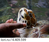 Зеленая черепаха на черепаховой ферме. Стоковое фото, фотограф Алексей Сергеев / Фотобанк Лори