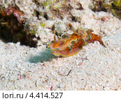 Голожаберный моллюск окаймленный глоссодорис (Margin glossodoris, Glossodoris cincta) ползет по дну. Стоковое фото, фотограф Сергей Дубров / Фотобанк Лори