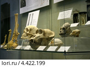 Череп бабуина. Фрагмент музейной экспозиции Дарвиновского музея (2012 год). Редакционное фото, фотограф Щеголева Ольга / Фотобанк Лори
