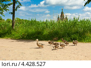 Выводок утят с мамой идёт по дорожке. Стоковое фото, фотограф Сергей Цепек / Фотобанк Лори