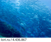 Косяк шестиполосых каранксов (Caranx sexfasciatus, Bigeye trevally) Стоковое фото, фотограф Сергей Дубров / Фотобанк Лори