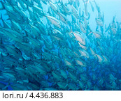 Шестиполосые каранксы (Caranx sexfasciatus, Bigeye trevally) движутся в плотной стае. Стоковое фото, фотограф Сергей Дубров / Фотобанк Лори