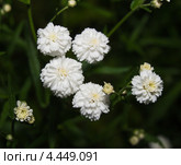 Гипсофила Метельчатая, Перекати-поле, Качим или Гипсолюбка (Gypsophila) Стоковое фото, фотограф Алёшина Оксана / Фотобанк Лори