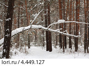 Красивый зимний лес с падающими снежинками. Стоковое фото, фотограф Юлия Машкова / Фотобанк Лори