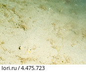 Хвостокол Кюля синепятнистый (Dasyatis kuhlii, Neotrygon kuhlii, Bluespotted stingray) для маскировки зарылся в песок. Стоковое фото, фотограф Сергей Дубров / Фотобанк Лори