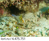 Кудрепер-сокол или карликовый кудрепер  (Dwarf or Falco Hawkfish, Cirrhitichthys falco) под кораллом. Стоковое фото, фотограф Сергей Дубров / Фотобанк Лори