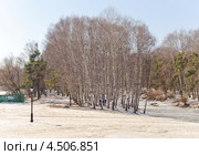 Березовая рощица на краю леса (2013 год). Редакционное фото, фотограф Алёшина Оксана / Фотобанк Лори
