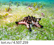 Звезда шоколадная рогатая (Protoreaster nodosus, Chocolate chip sea star, Horned Sea Star) на морском дне. Стоковое фото, фотограф Сергей Дубров / Фотобанк Лори