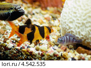Боция-клоун (Botia macracantha, Chromobotia macracanthus) Стоковое фото, фотограф Чернышев Александр Анатольевич / Фотобанк Лори