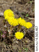 Мать-и-мачеха обыкновенная (Tussilago farfara) Стоковое фото, фотограф Елена Коромыслова / Фотобанк Лори