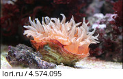 Коралл Овальный ризотрохус (Rhizotrochus typus) Стоковое видео, видеограф Владимир Сергеев / Фотобанк Лори