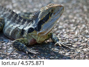 Pogona vitticeps или Австралийская бородатая агама в ботаническом саду Брисбена (Австралия) Стоковое фото, фотограф Nadya Pyastolova / Фотобанк Лори