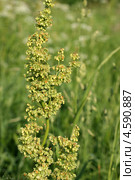 Щавель (Конский щавель, щавельник, Rumex confertus). Верхушка цветущего и плодоносящего растения. Стоковое фото, фотограф Щеголева Ольга / Фотобанк Лори