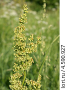 Конский щавель, щавельник (Rumex confertus). Верхушка цветущего и плодоносящего растения. Стоковое фото, фотограф Щеголева Ольга / Фотобанк Лори