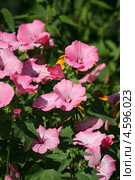 Хатьма трёхмесячная (Lavatera trimestris L.), цветущее растение. Стоковое фото, фотограф Щеголева Ольга / Фотобанк Лори