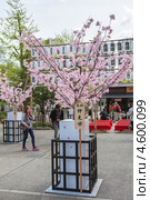 Деревья цветущей сакуры. Senso-ji shrine, Asakusa, Токио. Япония (2013 год). Редакционное фото, фотограф Кекяляйнен Андрей / Фотобанк Лори