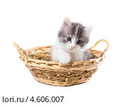 Очаровательный трехцветный котенок вылезает из  корзины. Стоковое фото, фотограф Ирина Кожемякина / Фотобанк Лори