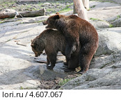 Брачные игры бурых медведей в весенний период (2013 год). Стоковое фото, фотограф Parmenov Pavel / Фотобанк Лори