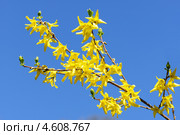 Форсайтия (лат. Forsythia), или форзиция, или форсиция. Стоковое фото, фотограф Валерия Попова / Фотобанк Лори