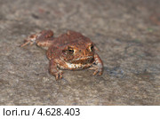 Молодая обыкновенная серая жаба (Bufo bufo) Стоковое фото, фотограф Елена Коромыслова / Фотобанк Лори